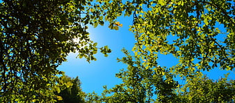 Sun shining through green tree leaves against blue sky