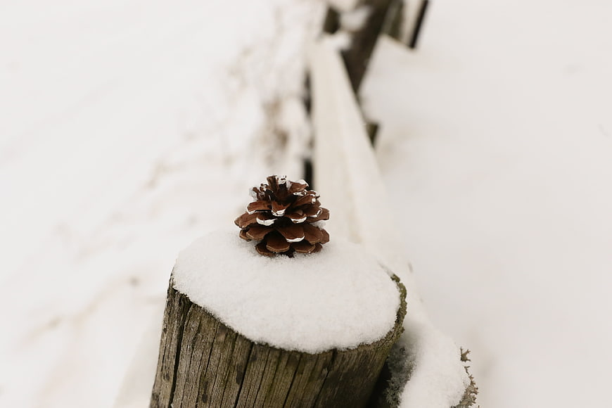 Pinecone on Snowy Wooden Fence Post in Winter