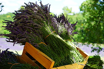 Freshly harvested lavender bundles in a wooden crate outdoors