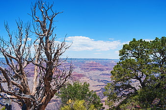 Grand Canyon landscape with dead tree and pine