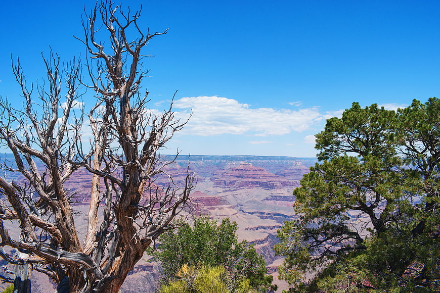 Grand Canyon landscape with dead tree and pine