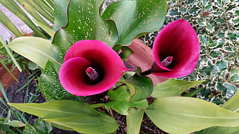 Vibrant Pink Calla Lilies in Garden Setting
