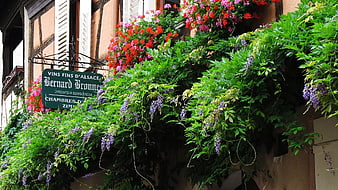 Colorful Flower Boxes on Half-Timbered House in Alsace