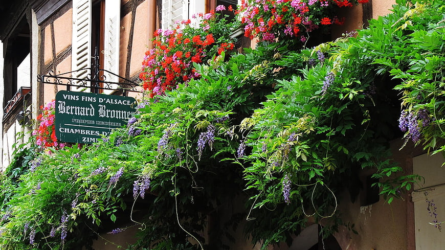 Colorful Flower Boxes on Half-Timbered House in Alsace