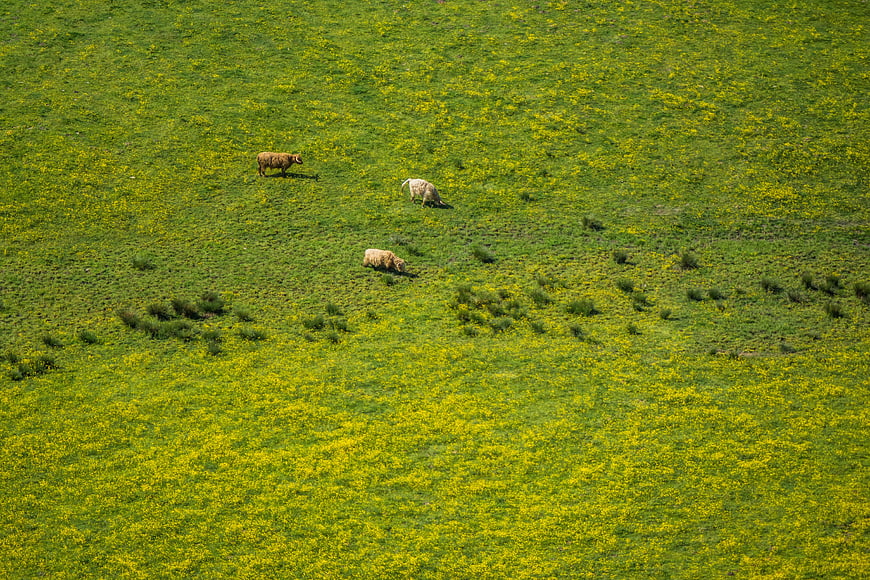 High Angle View of Sheep Grazing in Green Highland Meadow