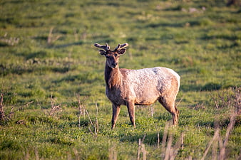Young Elk with Velvet Antlers in Green Meadow