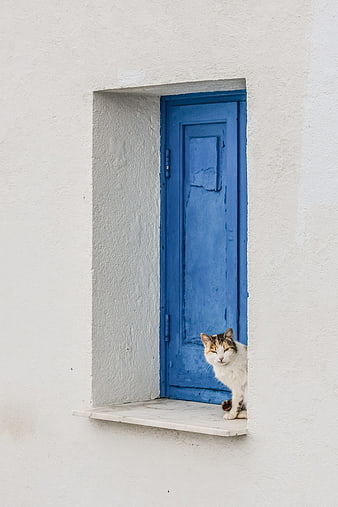 Calico cat sitting on white ledge in front of blue door