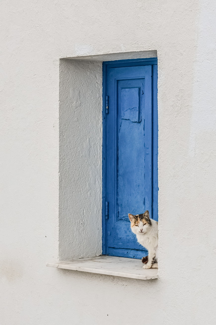 Calico cat sitting on white ledge in front of blue door