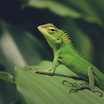 Close-up of a vibrant green lizard on a leaf