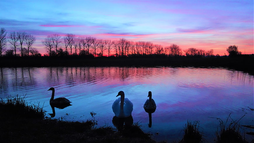 Silhouetted Swans on Lake at Colorful Sunset