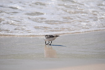 Sanderling bird foraging on wet sand beach