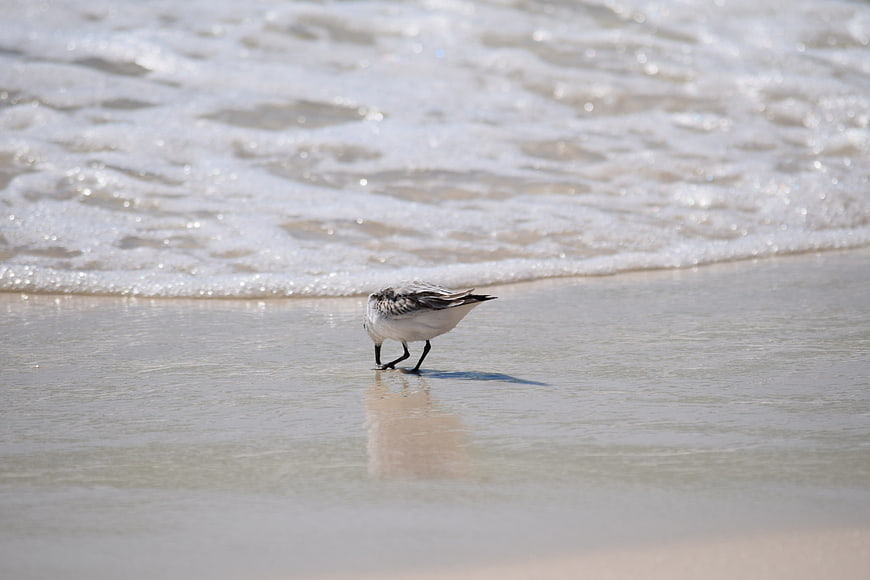 Sanderling bird foraging on wet sand beach