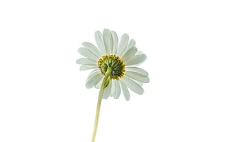 Single White Daisy Flower Isolated on White Background
