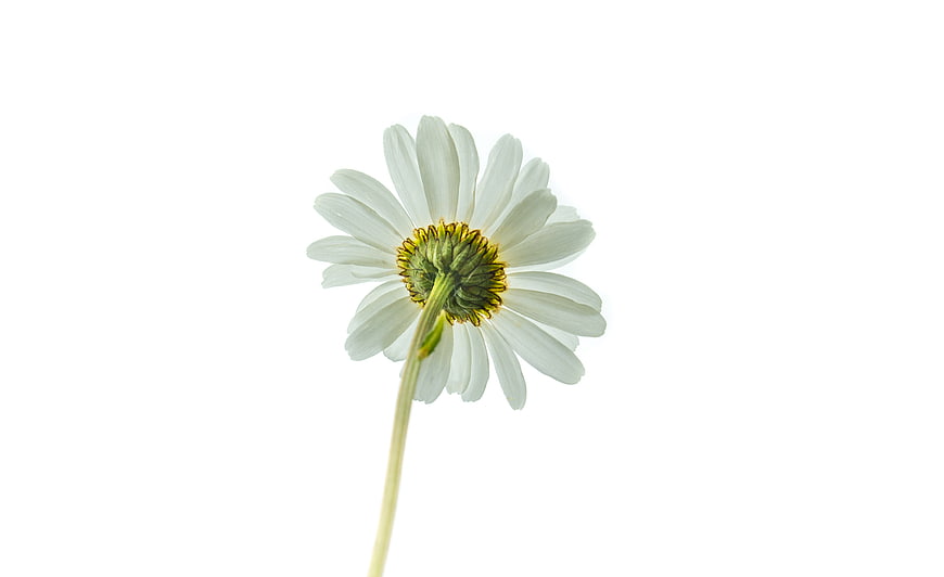 Single White Daisy Flower Isolated on White Background