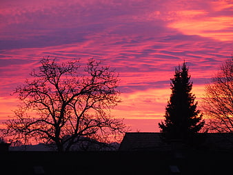 Vibrant Pink and Purple Sunset Sky with Silhouetted Trees