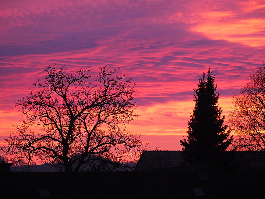 Vibrant Pink and Purple Sunset Sky with Silhouetted Trees