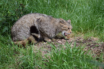 Wildcat Eating Prey in Green Grass