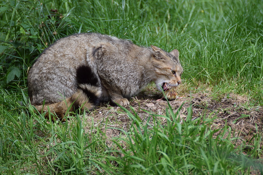 Wildcat Eating Prey in Green Grass