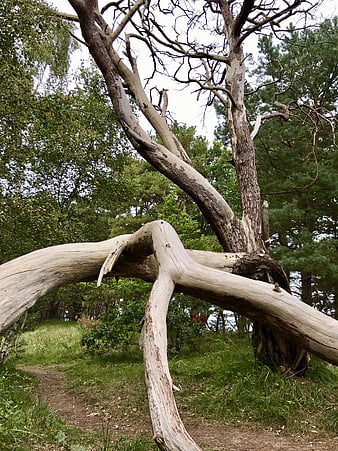 Gnarled Dead Tree Trunk in Forest