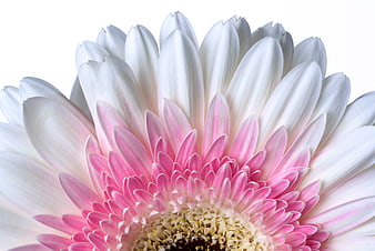 Close-up of a white and pink gerbera daisy on white background