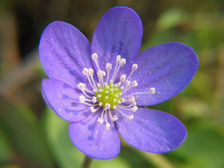 Close-up of a purple hepatica flower with yellow center and white stamens