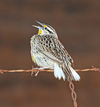Western Meadowlark Singing on Rusty Barbed Wire