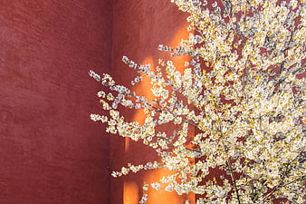 White cherry blossoms against a textured red wall