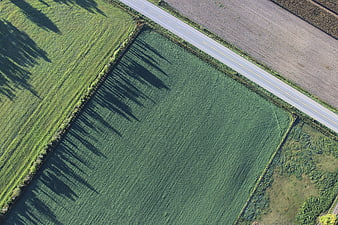 Aerial View of Green Fields and Road with Tree Shadows