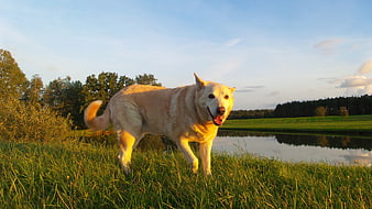 Happy White Dog Standing in Grassy Meadow at Sunset