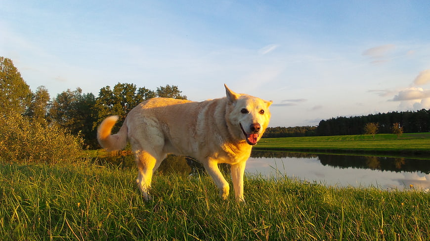 Happy White Dog Standing in Grassy Meadow at Sunset