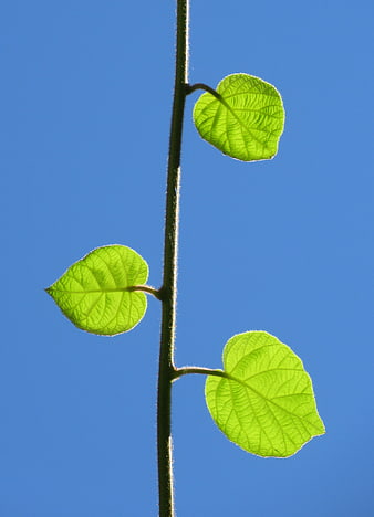 Backlit Green Leaves on Vine Against Blue Sky