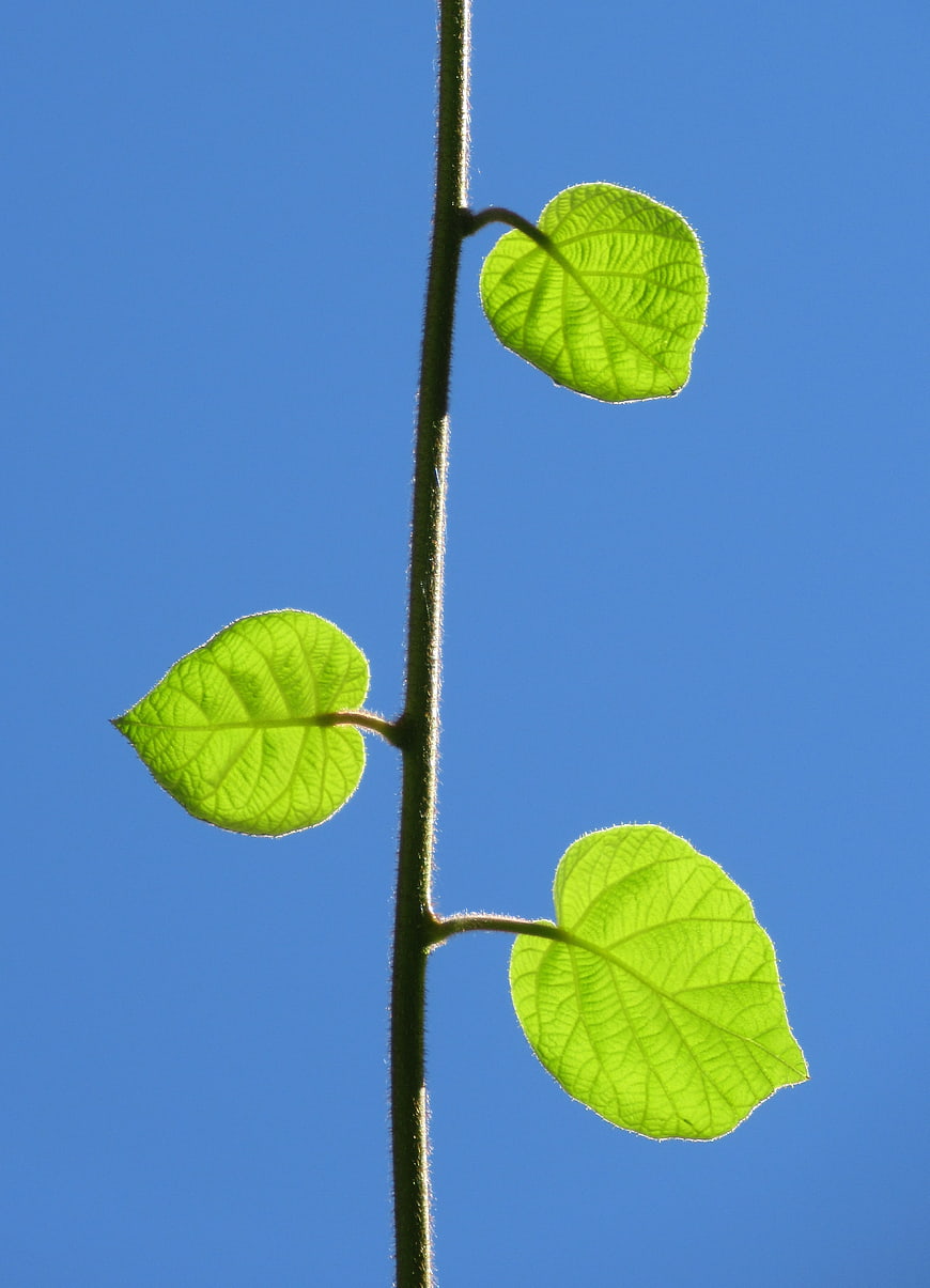 Backlit Green Leaves on Vine Against Blue Sky