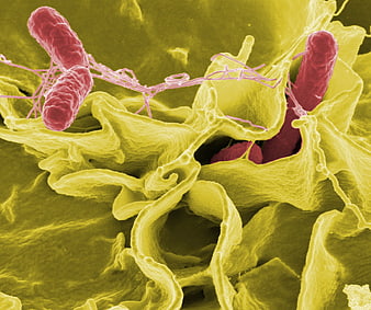 Colorized Scanning Electron Micrograph of Salmonella Bacteria