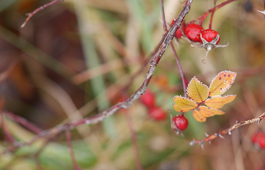 Frosty Rosehips and Autumn Leaves on a Thorny Branch