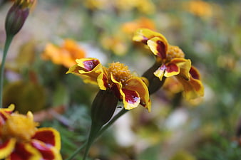 Close-up of yellow and red marigold flowers in a garden