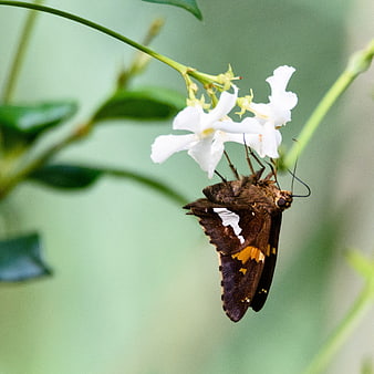 Dark Skipper Butterfly Feeding on White Star Jasmine Flower