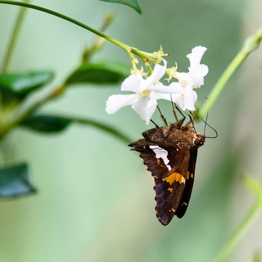 Dark Skipper Butterfly Feeding on White Star Jasmine Flower