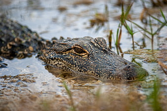 Close-up of an alligator head in swamp water
