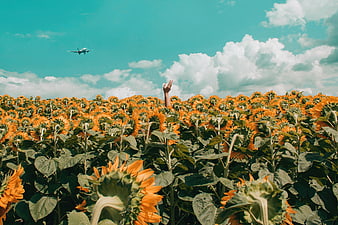 Hand Reaching for Airplane in Sunflower Field