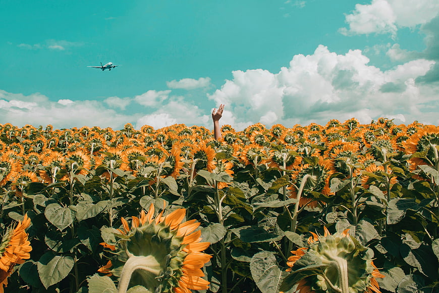 Hand Reaching for Airplane in Sunflower Field