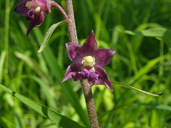 Close-up of purple wild orchid flower in green grass