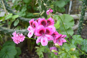 Vibrant Pink Zonal Geraniums with Dark Red Centers in Garden
