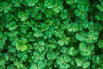 Top View of Lush Green Clover Leaves with Water Droplets