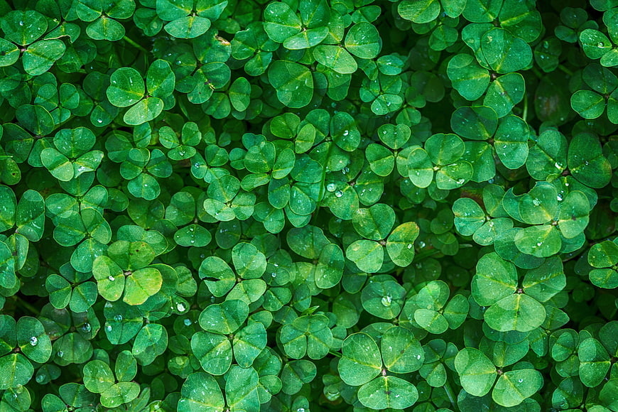 Top View of Lush Green Clover Leaves with Water Droplets