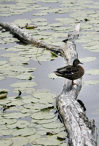 Female Mallard Duck Perched on Log in Lily Pond