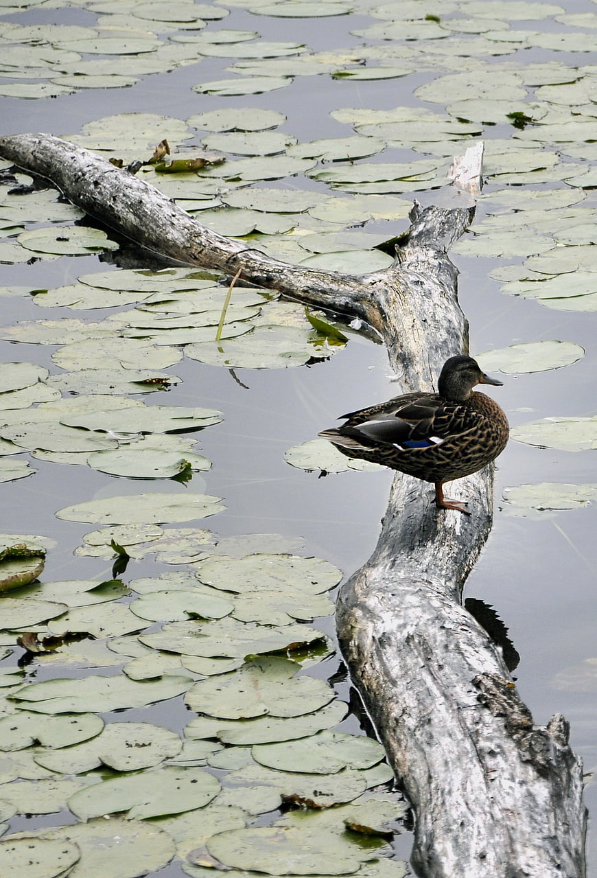 Female Mallard Duck Perched on Log in Lily Pond