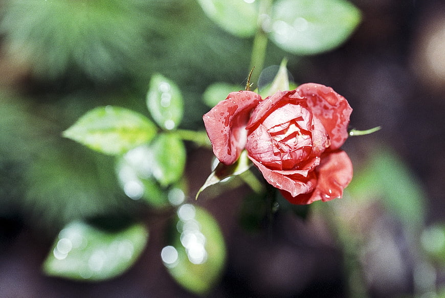 Close-up of a wet red rose with raindrops