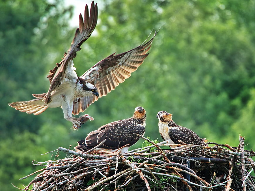 Osprey Parent Feeding Chicks in Nest with Prey