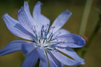 Close-up of a delicate blue chicory flower with intricate stamens