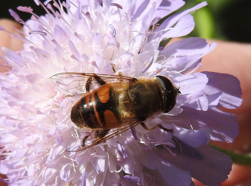 Close-up of Hoverfly on Purple Scabious Flower